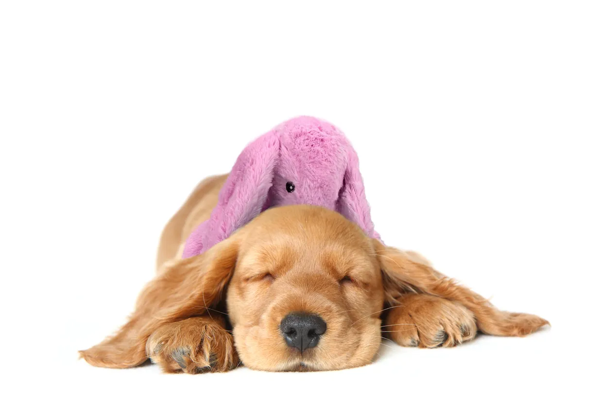 Cozy Dog Bunny Pink